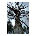 Towering Pines posters by becxas Towering Pines posters