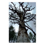 Towering Pines