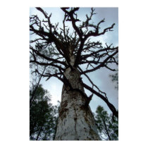 Towering Pines posters