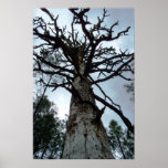 Towering Pines posters