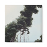 Towering tree and vines in jungle refrigerator magnet