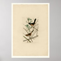 Towhe Bunting Print