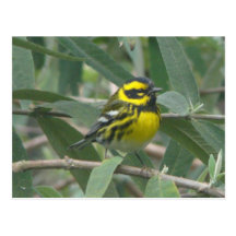 Townsend's Warbler postcard