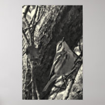 Townsends Warbler Posters