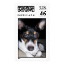 Toy Fox Terrior Dog postage
