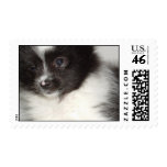 Toy Pomeranian Dog Stamp