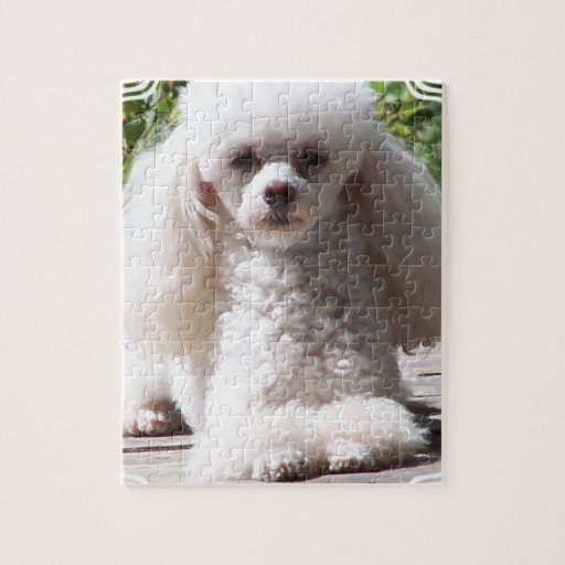 Toy Poodle Jigsaw Puzzle Zazzle