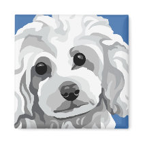 Toy Poodle magnets