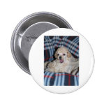 Toy Poodle Puppy Talking Pinback Button