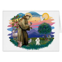 Toy Poodle (white) cards