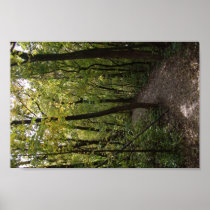 Track, Pathway, Trail, Forest, Trees, Attractive, Print