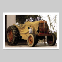 Tractor Cats posters
