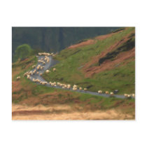 Traffic Jam Postcard