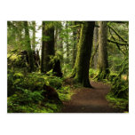 Trail Amongst Giants Postcards