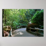 "Trail Break", Muir Woods Posters