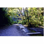 Trail Into Fern Canyon, Prairie Creek - Redwoods S Acrylic Cut Outs
