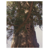 Trail of 100 Giants Letterhead Design
