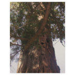 Trail of 100 Giants Letterhead Design