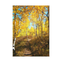 Trail Of Aspens Gallery Wrapped Canvas