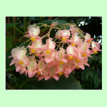 Trailing Begonia postcards