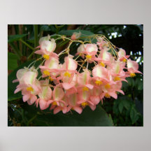 Trailing Begonia Posters