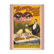 Trained Pigs Circus Poster Postcard