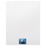 Trainer riding on killer whale orca photograph custom letterhead