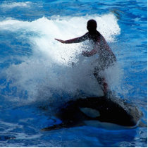Trainer riding on killer whale orca photograph acrylic cut out