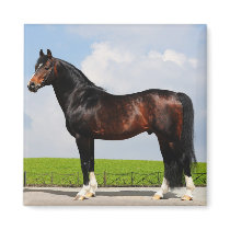trakehner stallion magnets by tristana trakehner stallion magnets