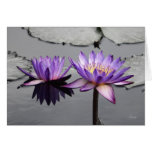 Tranquil cards