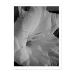 gladiolus, white gladiolus', black and white,