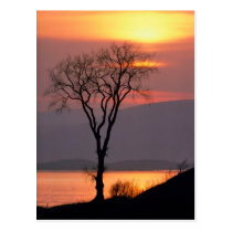 Tranquil Tree in Quebec postcards