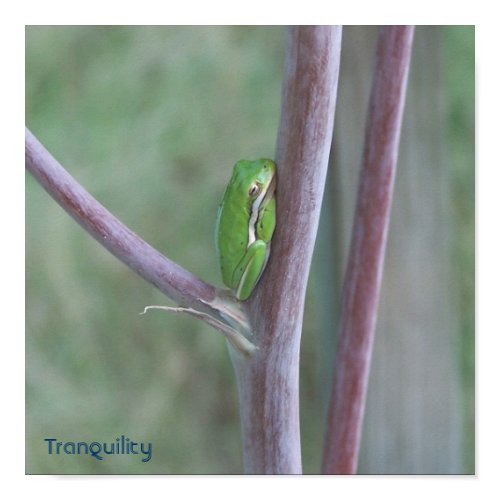 Tranquility Poster print