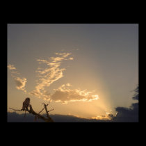 Tranquility posters by Shadowchaser Tranquility posters