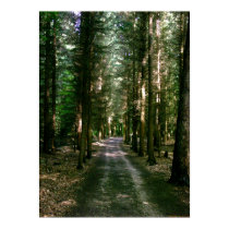 Transient Firs posters