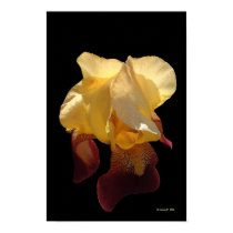 Translucent Iris posters by StarLily Translucent Iris posters