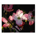 Translucent posters