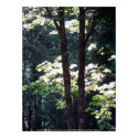 Translucent Sunlit Maple #1 posters
