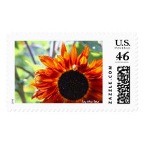 transparency, by nita lieu postage by nitaspitas transparency, by nita lieu postage