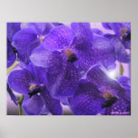 TRANSPARENCY PRINT