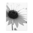 Transparent BW Flower postcards