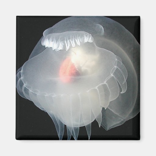 Transparent Sea Slug 2 Fridge Magnet