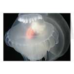 Transparent Sea Slug 2 Greeting Card