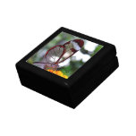 Transparent Wings gift boxes