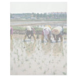 Transplanting young rice plants personalized letterhead
