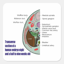 Transverse Section of Human Embryo 9 Weeks Old Square Stickers
