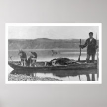 Trapper with Hides & Dogs Alaska 1906 Posters