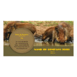 Travel agents, game lodges, hunting farms, safari photo card