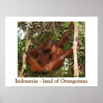 Traveling the Land of Orangutans Print