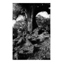 tree2bw posters